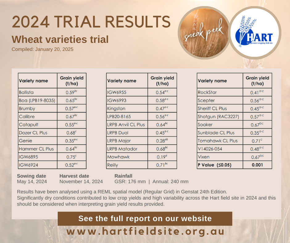 Hart Trial Results 2024 - Comparison of wheat varieties SNEAK PEEK